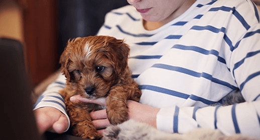 Is Your Dog Ready for the Office? 5 Questions to Ask Before Taking Them to a Dog-friendly Workspace