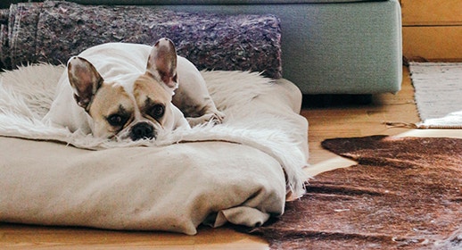 	Mydog M4 - Separate Anxiety brina-blum