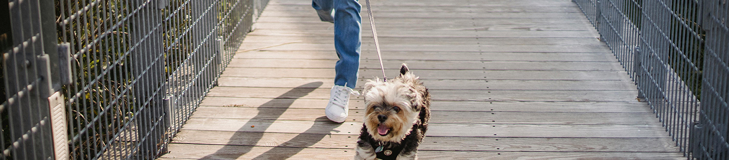 Your Guide to Small Dog Breeds