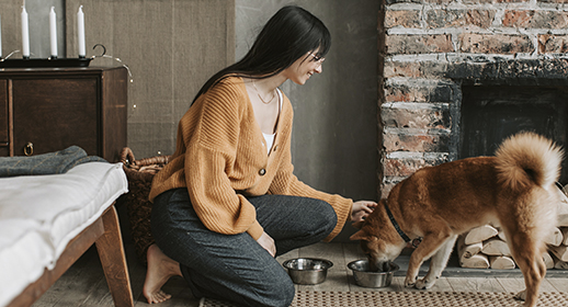 Dry vs. Wet Dog Food: Which is Better?