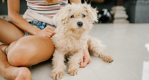 Getting Your Puppy Groomed for the First Time