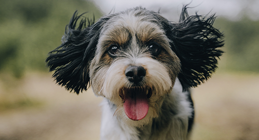 Dispelling Dog Food Myths