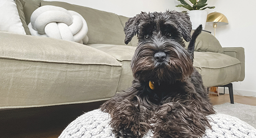 Your Guide to Wet Food