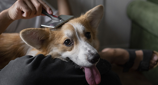 Your Guide to Grooming Your Dog
