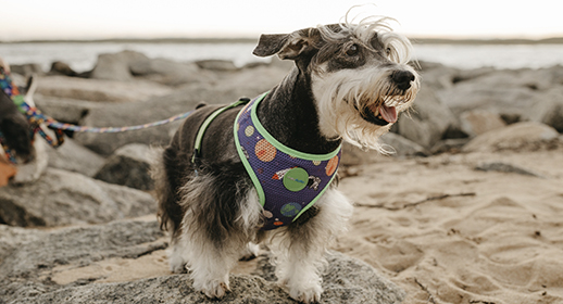 Travelling Domestically with Your Dog