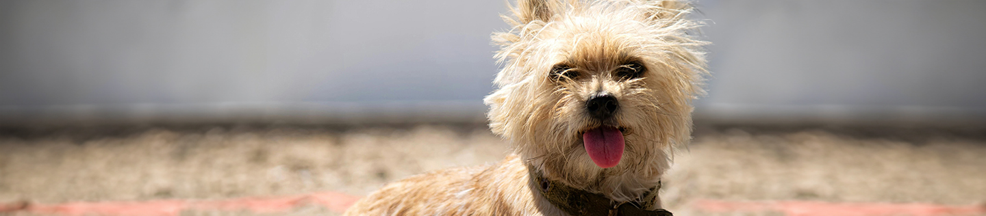 Holidaying With Dogs - Planning Your Trip