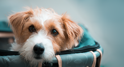 How To Travel Internationally With a Dog