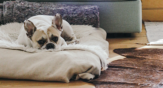 Separation Anxiety in Dogs & Puppies