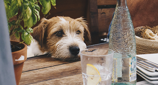 Foods That Are Toxic for Dogs