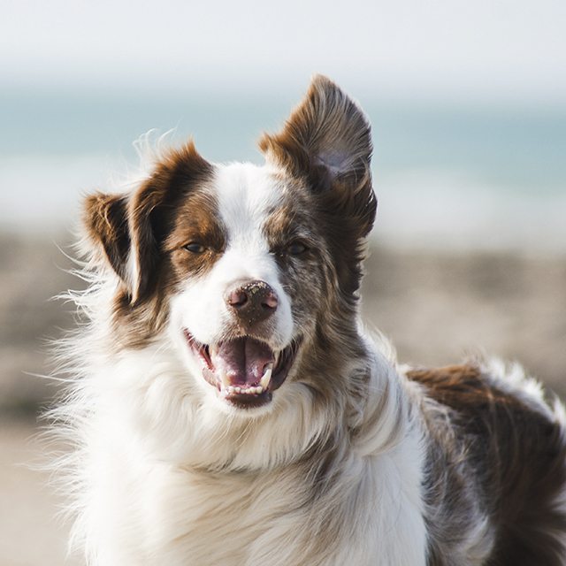 How to Spot and Treat Depression in Dogs